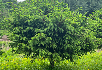 金山鹿苑第 44 张图片