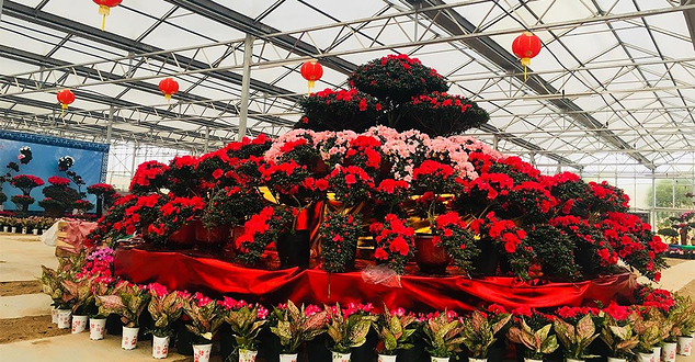 峡江精品花卉展