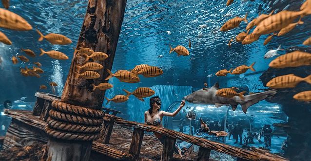 鱼兄弟潜水俱乐部