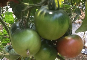 蓝天碧水种植合作社欢乐广场采摘园