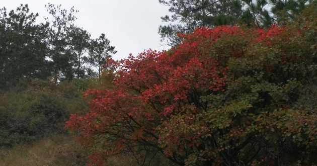 黄岗红叶园