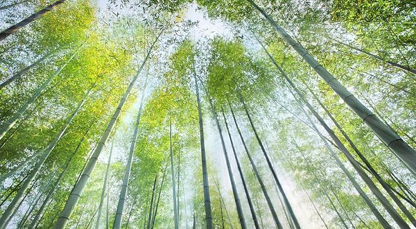 浙东大竹海高空滑索