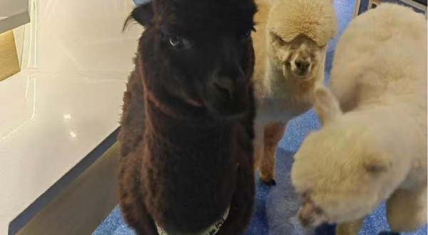 神兽羊驼主题馆（弘阳广场店）