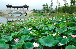 飞来湖湿地公园