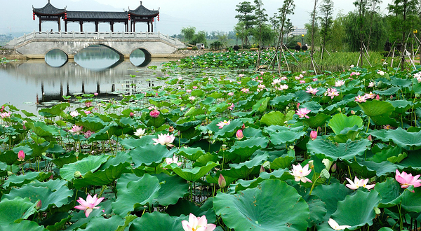 飞来湖湿地公园