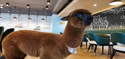 萌宠Lers Go羊驼体验馆