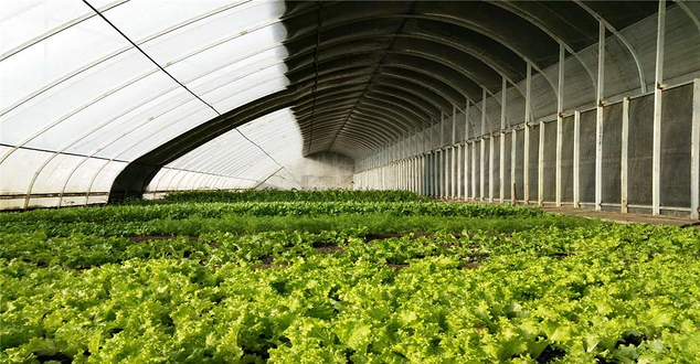 吉康绿谷采摘园