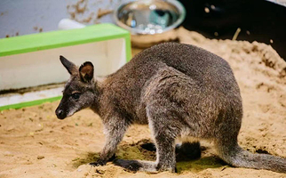 金鹰萌宠游园会