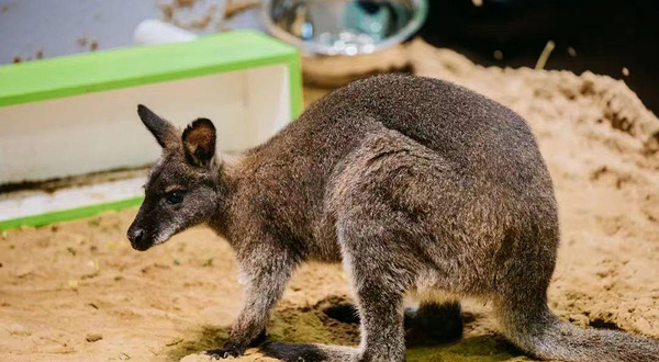 金鹰萌宠游园会