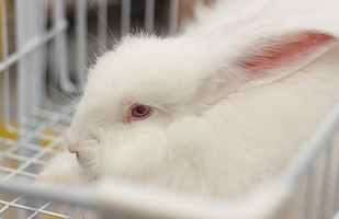 安哥拉巨兔体验馆（中商店）