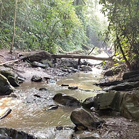 基诺山巴漂村雨林徒步