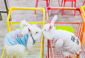 大连安哥拉巨兔体验馆总店