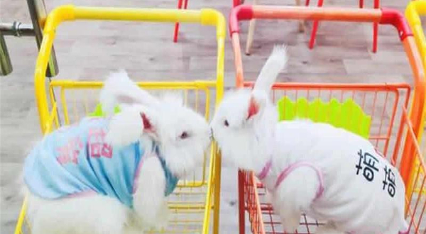 大连安哥拉巨兔体验馆总店