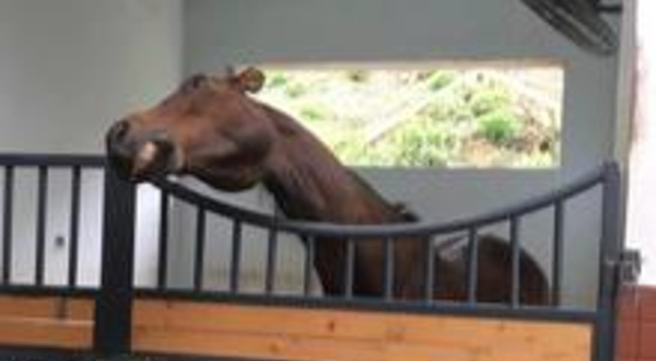 佳伯马术俱乐部