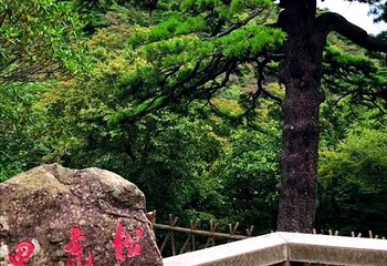 黑虎松第 1 张图片