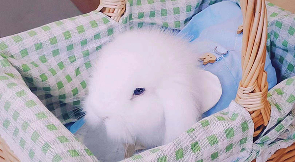 无锡安哥拉巨兔体验馆