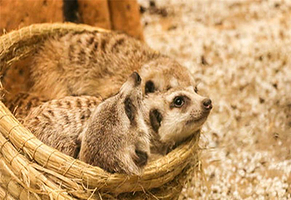 Mypet麦派萌宠乐园