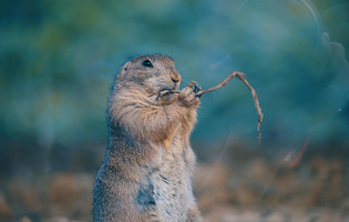 黑山谷亲子动物园