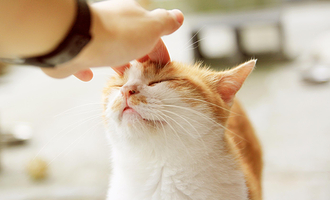 猫咪博物馆（榆次万达馆）