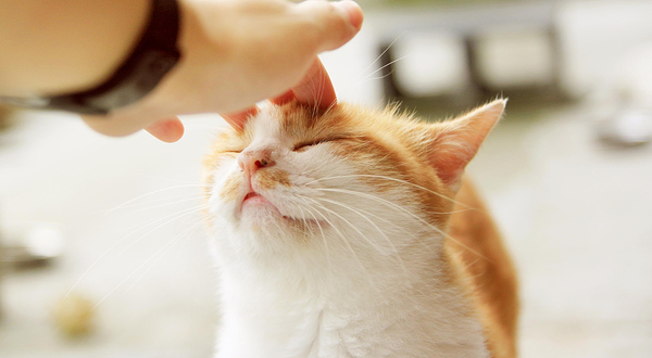 猫咪博物馆（榆次万达馆）