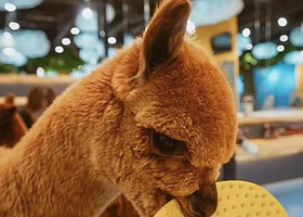 神兽羊驼主题馆（宿豫区万达店）