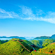 大仙峰·茶美人景区