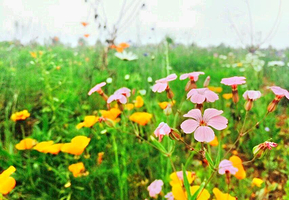 凤头山·蝶泉花海
