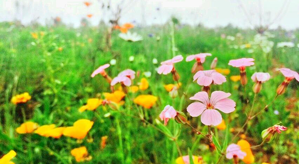 凤头山·蝶泉花海