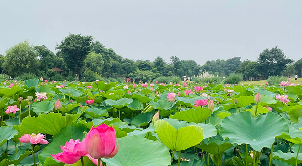 荷花小镇旅游景区