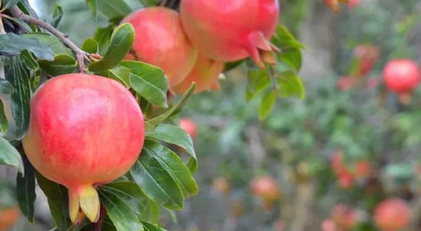 建水和源万亩石榴园