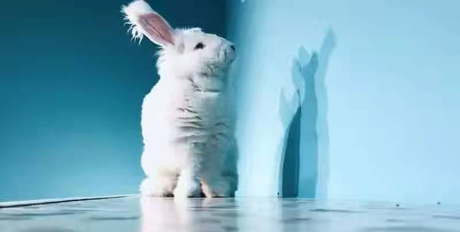 安哥拉巨兔体验馆（总店）