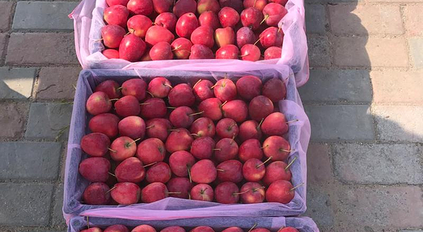 欣荣茂水果采摘园