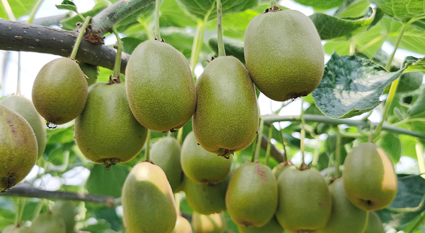 豫征农业金山岭生态园