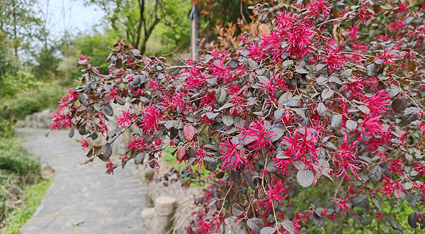 十堰樱花谷景区