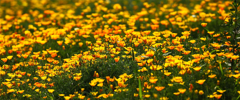 齐乐梦华溪谷花海