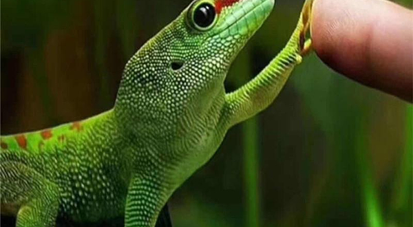 鸟巢生态科普博览馆