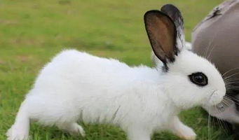 萌小奇动物乐园