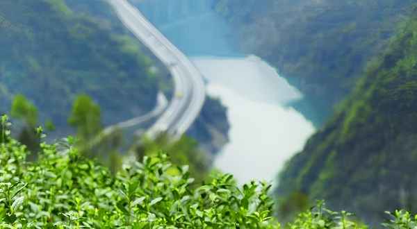 富硒茶观光园