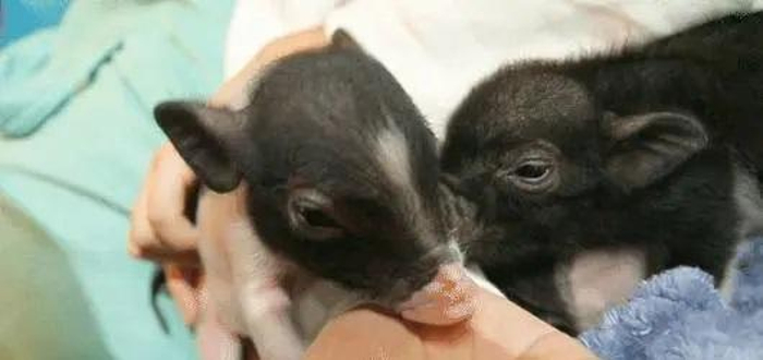 猪小妹撸猪体验馆(钟楼旗舰店)