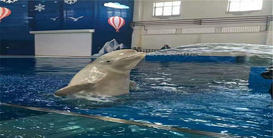 白鲸剧场《白鲸之恋》