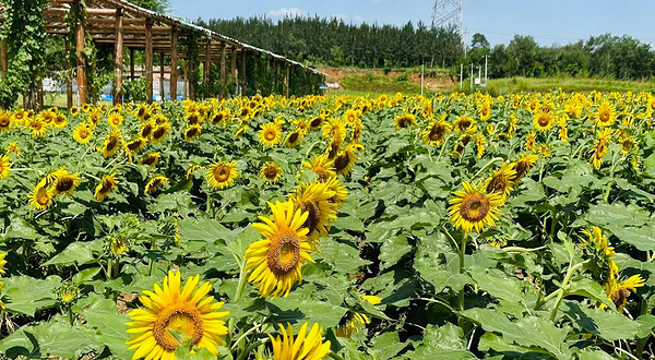 北京麦福休闲农场-已下线
