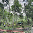 野牛塘热带森林生态古茶园