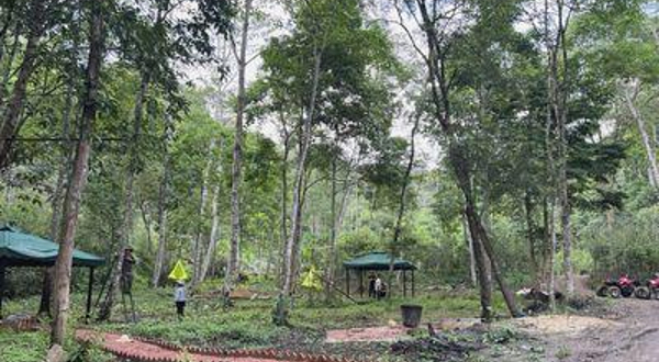 野牛塘热带森林生态古茶园