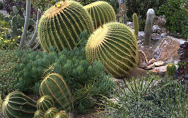 沙生植物区第 1 张图片