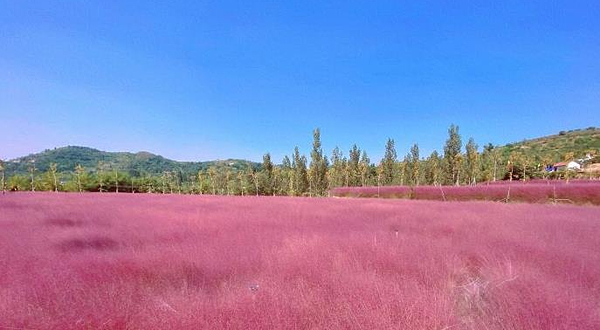 凤凰山凤凰仙草苑粉黛花海