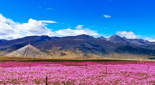 格桑花海