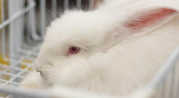 深圳安哥拉巨兔体验馆