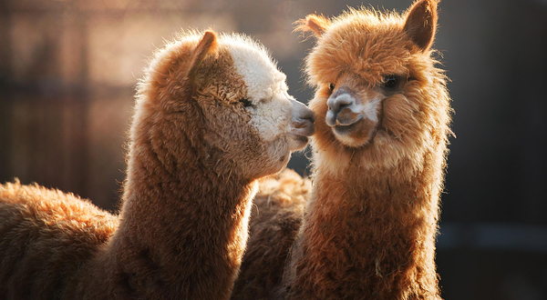 神兽•羊驼主题馆