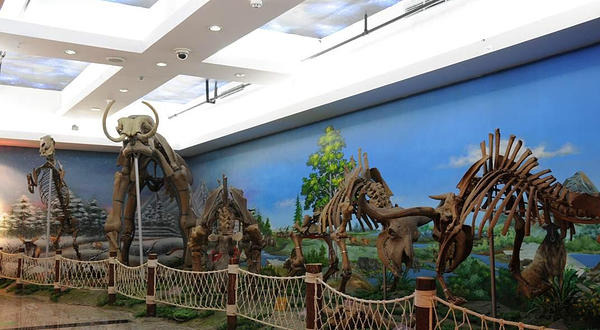 扬州安信古化石博物馆