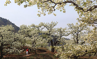 蓟县“梨园情”梨花节